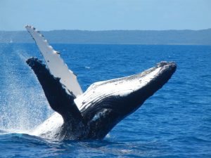 Court orders graceful end to a 12 year dispute between executors Woodgate beach north of Hervey Bay