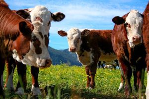 Indemnity costs approved with executor's commission on admin of rural estate