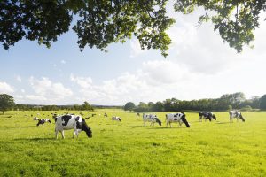 iStock 184344585