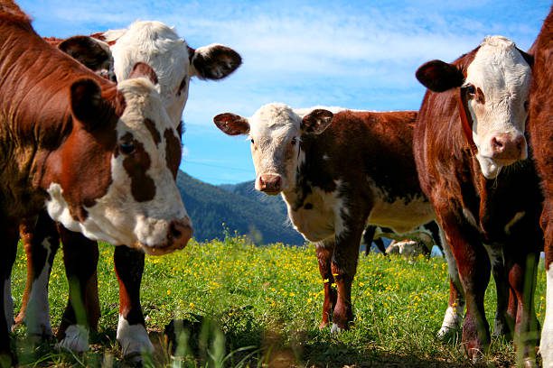 cattle istockphoto 484632714 612x612 1